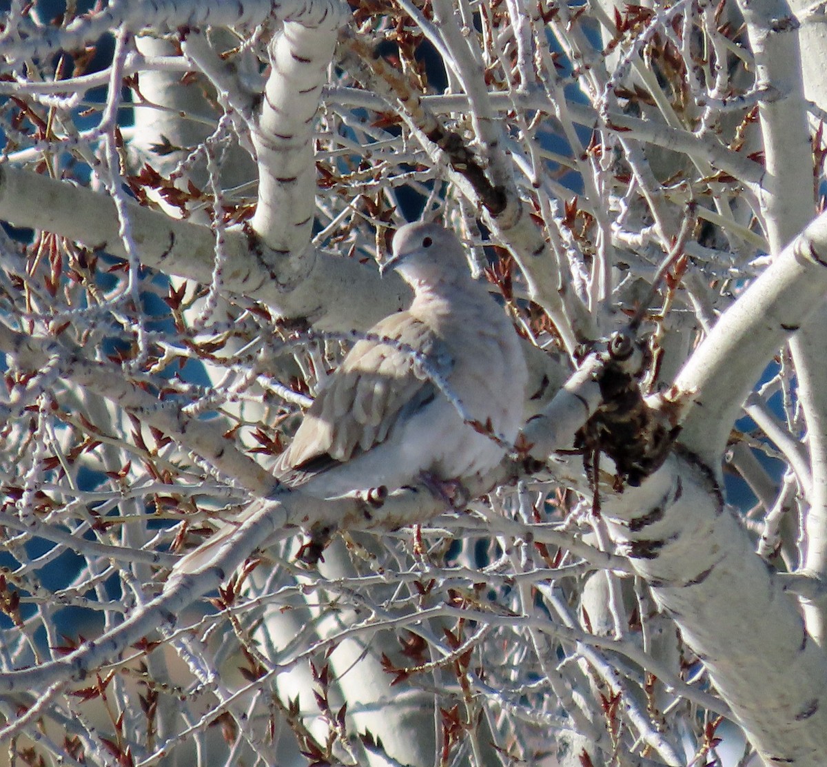 Eurasian Collared-Dove - ML615259680