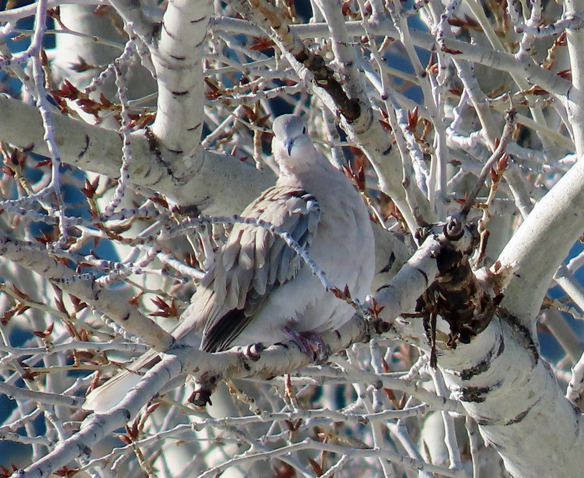 Eurasian Collared-Dove - ML615259681