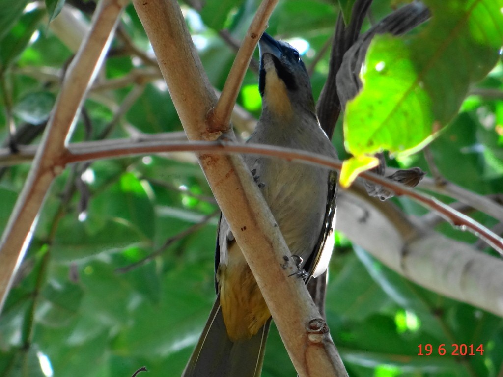 Buff-throated Saltator - Gabriel Bonfa