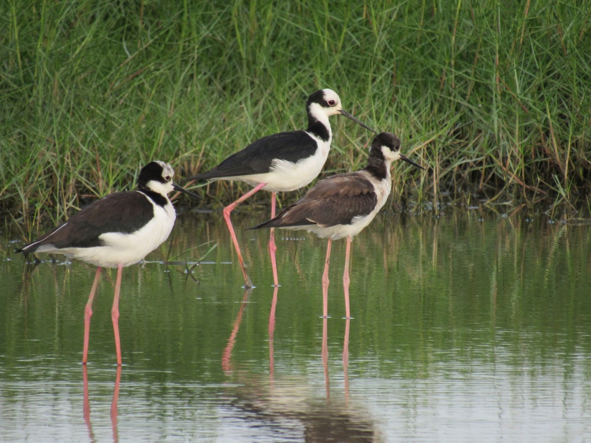 Black-necked Stilt - ML615259837