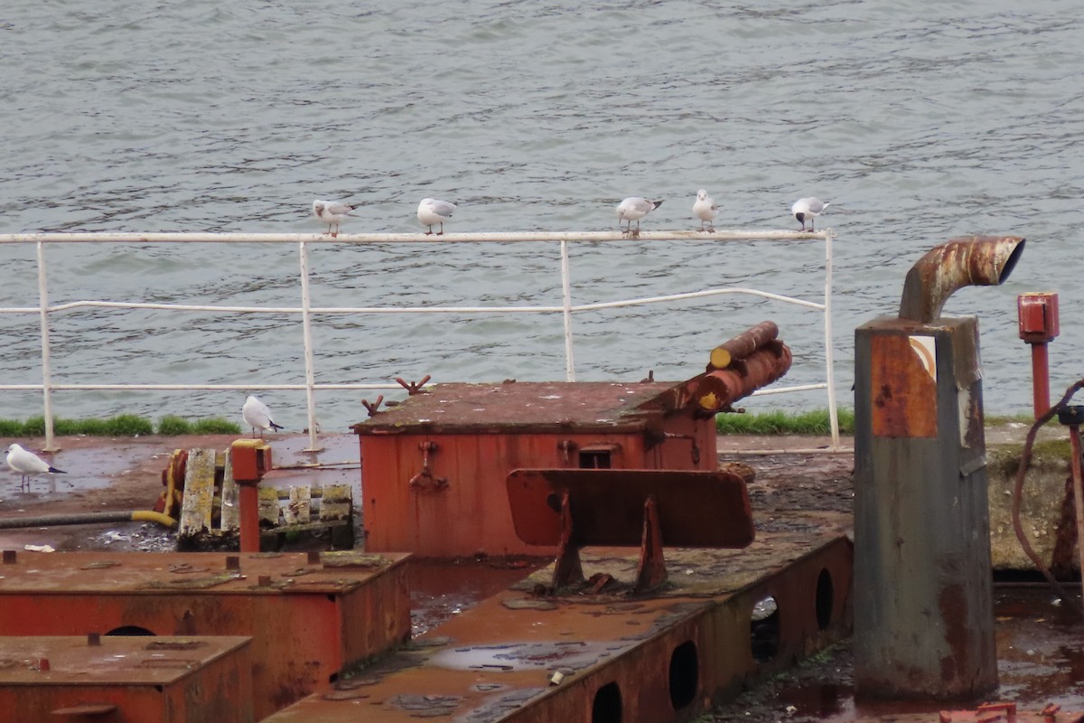 Black-headed Gull - ML615259871