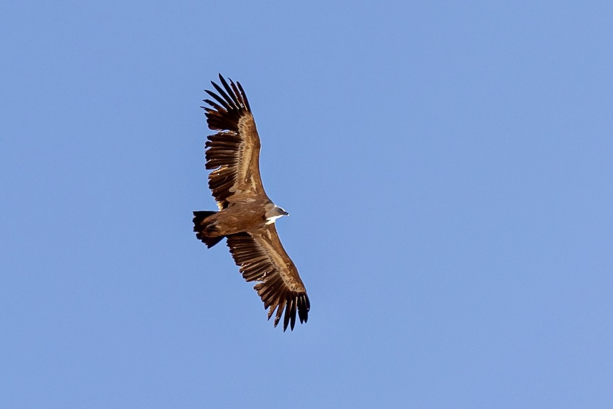 Gänsegeier - ML615259875
