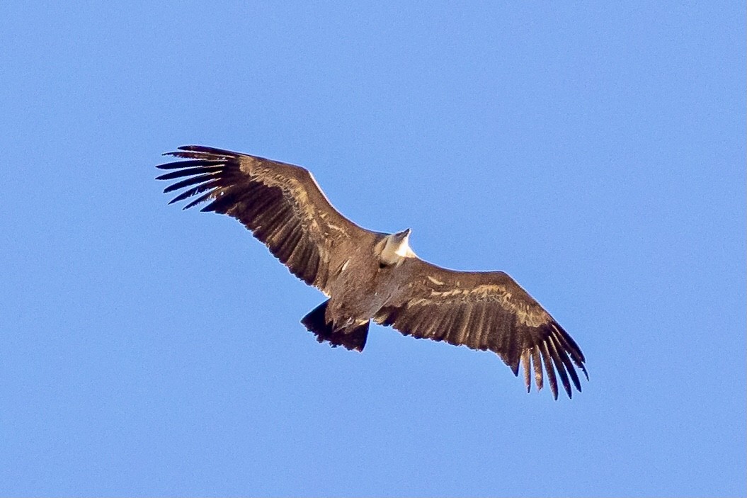 Gänsegeier - ML615259876