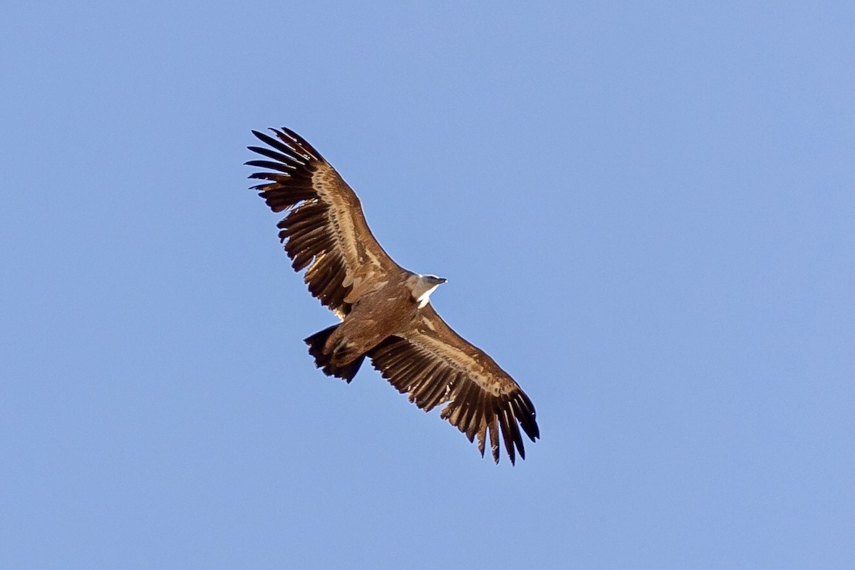 Gänsegeier - ML615259877