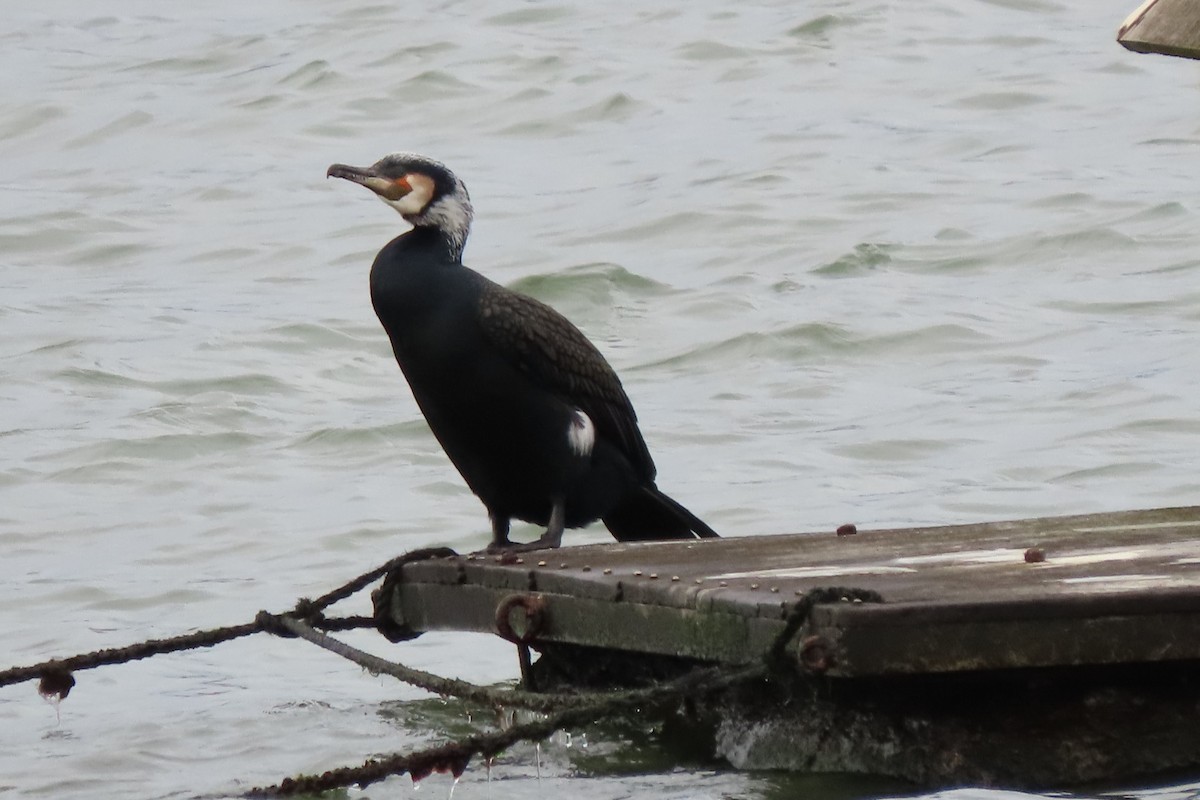 Great Cormorant - ML615259901