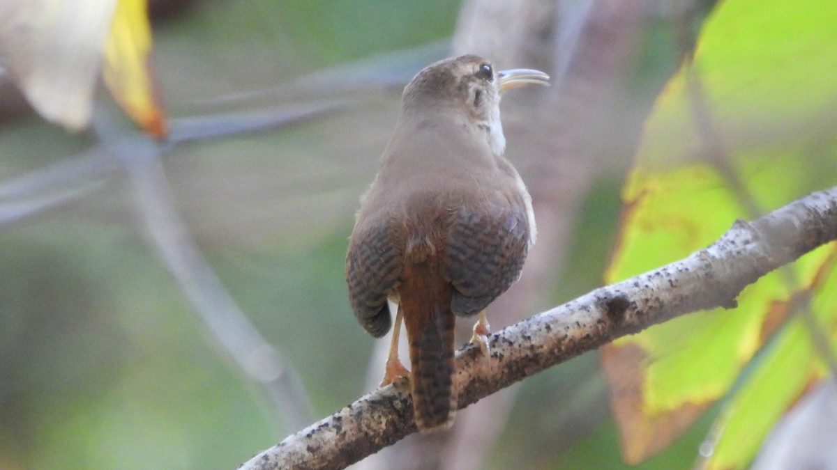 House Wren (St. Lucia) - ML615259922