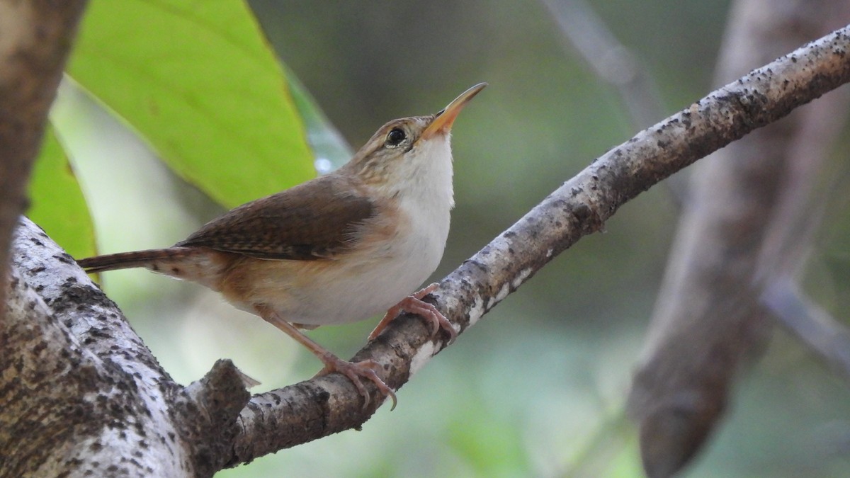 House Wren (St. Lucia) - ML615259923