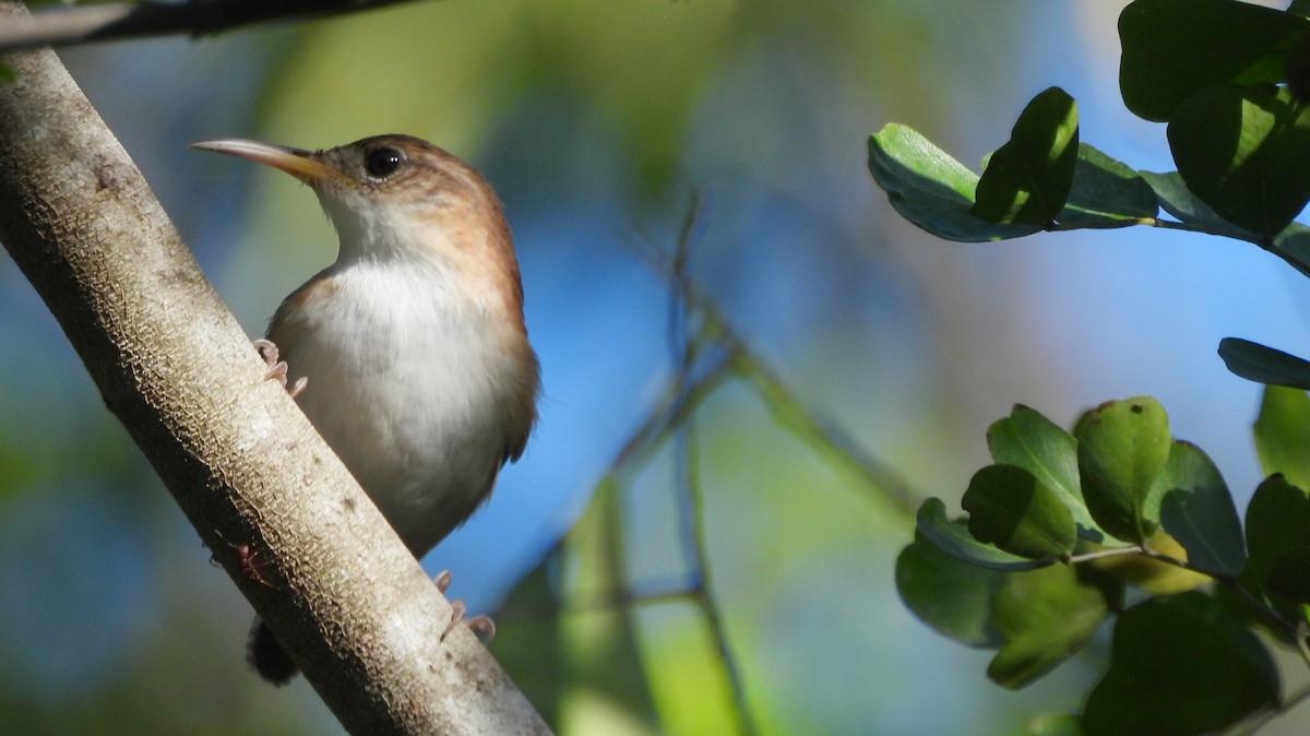 Troglodyte familier (mesoleucus) - ML615259924