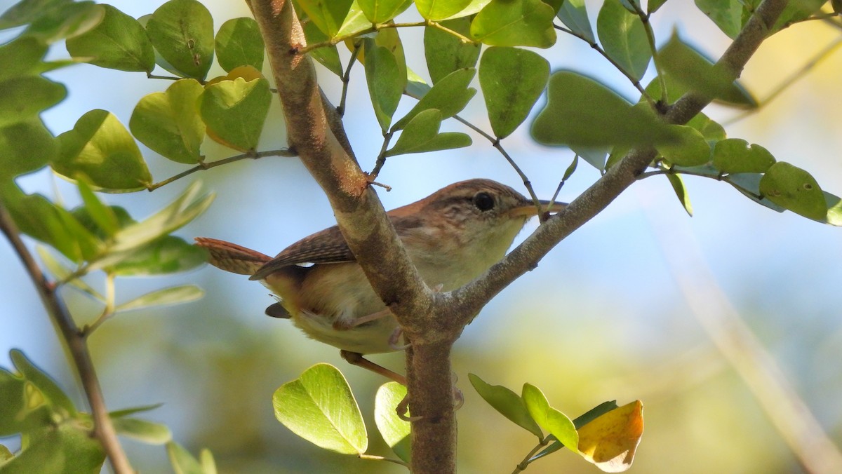 House Wren (St. Lucia) - Andy  Woodward