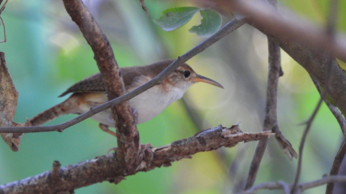 House Wren (St. Lucia) - Andy  Woodward