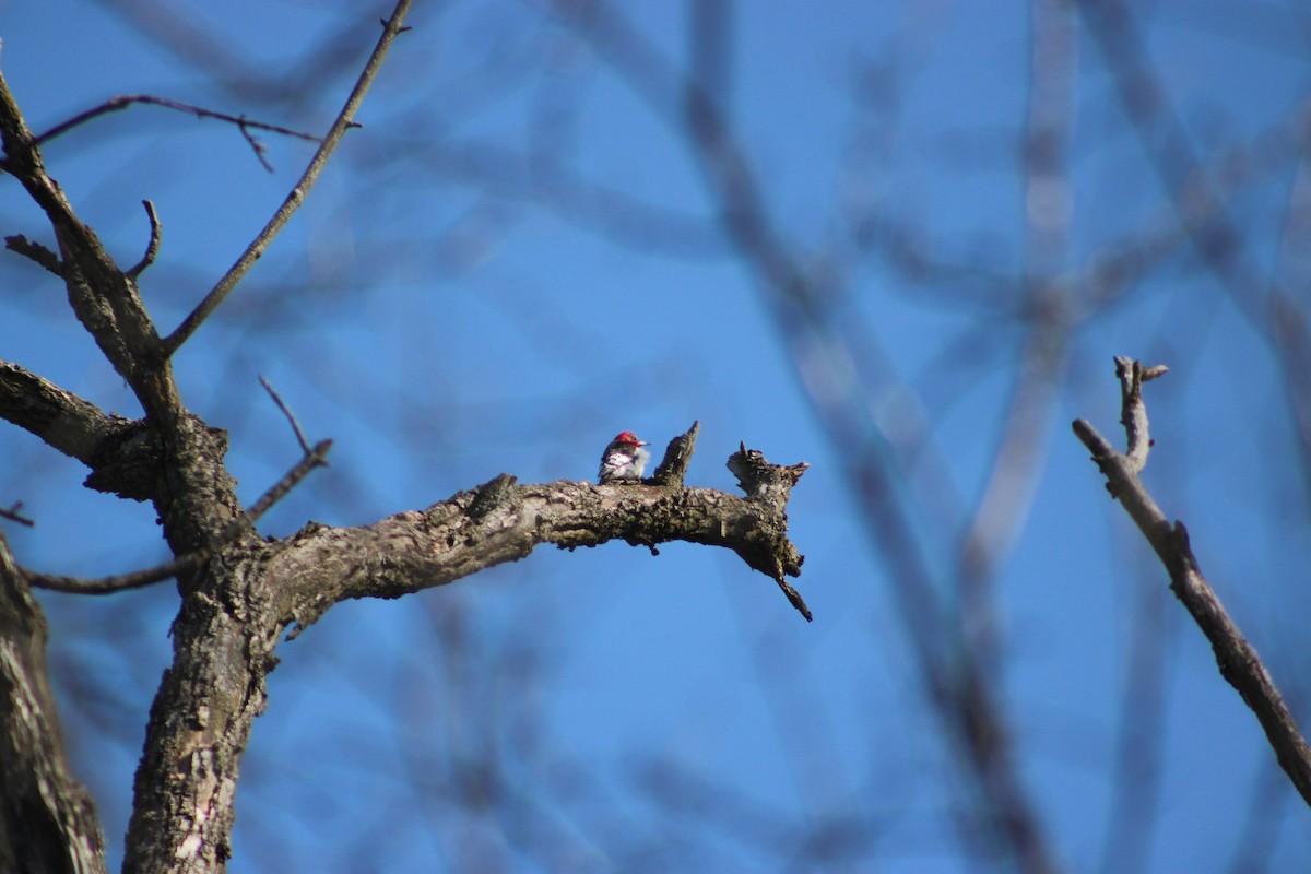 Red-headed Woodpecker - ML615259928