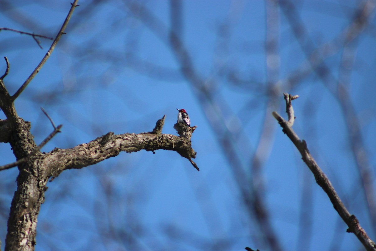 Red-headed Woodpecker - ML615259929