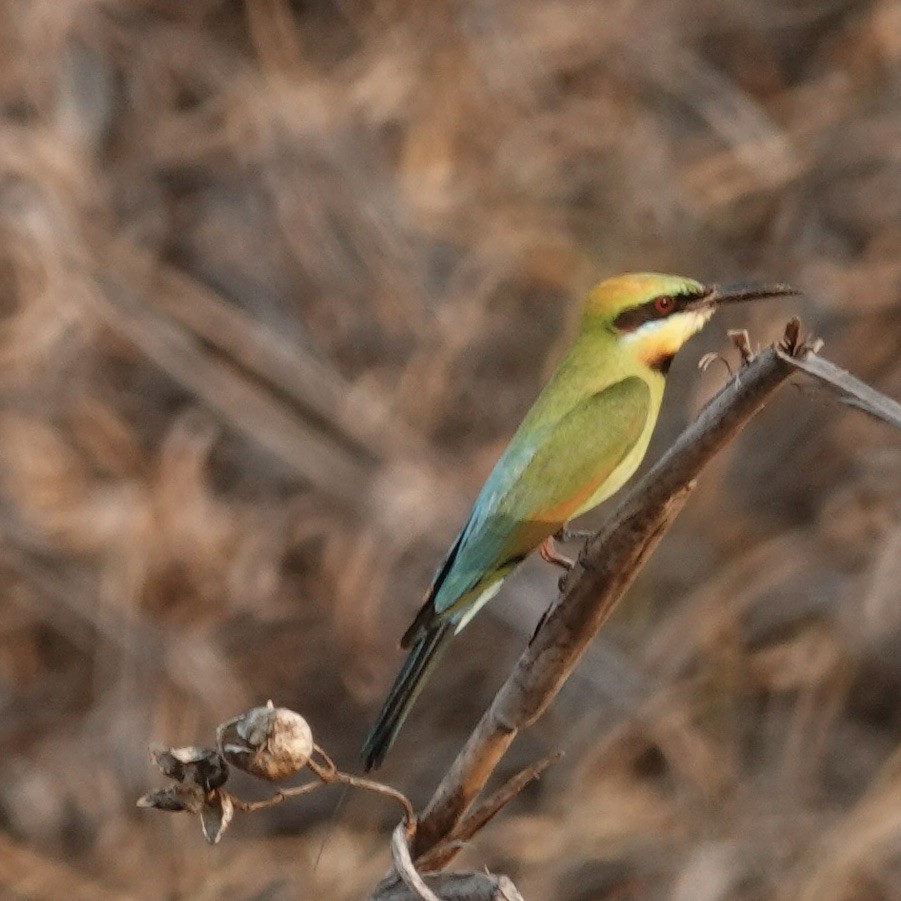 Rainbow Bee-eater - ML615259952