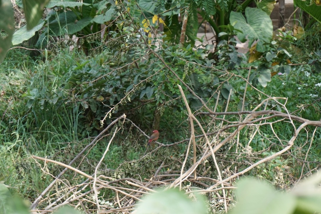 Red-billed Firefinch - ML615259954