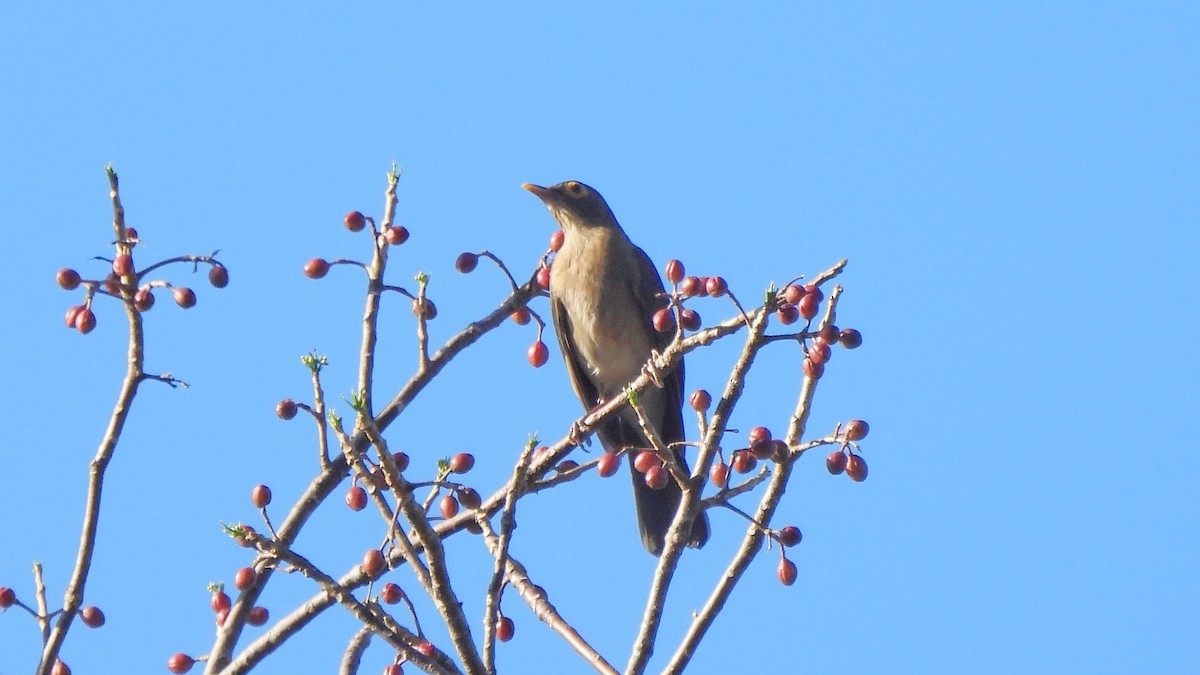 Spectacled Thrush - ML615259972