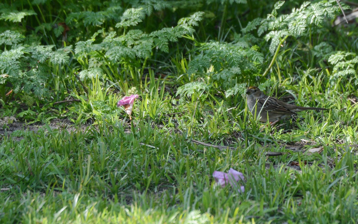 Bruant à couronne dorée - ML615260012