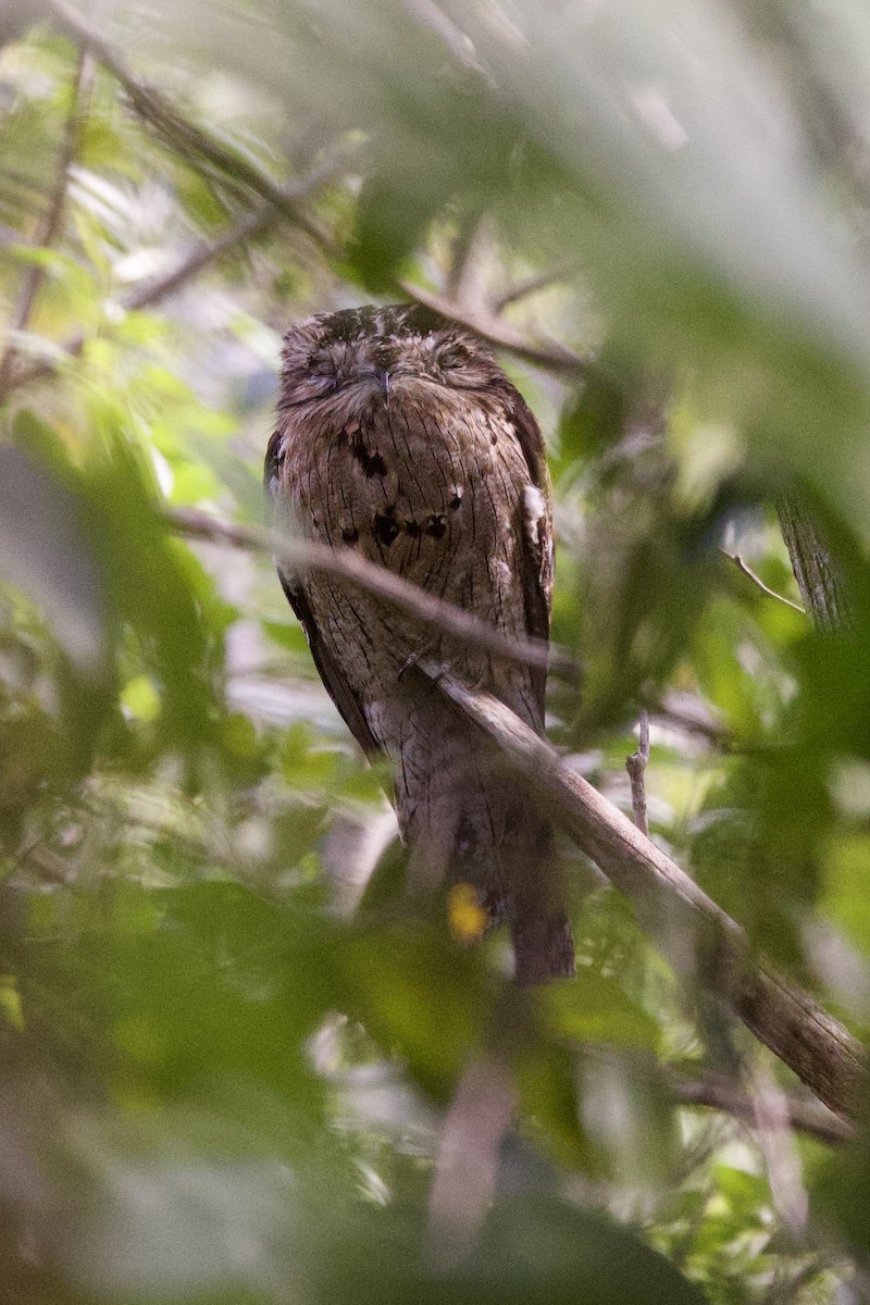 Northern Potoo (Caribbean) - ML615260056