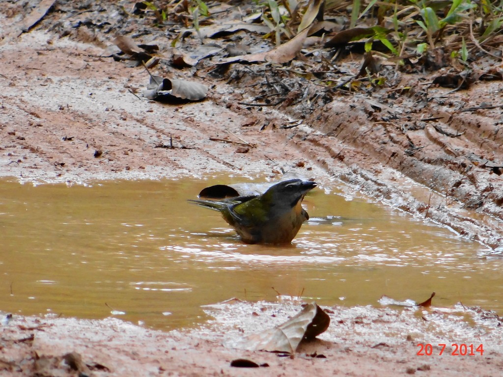 Buff-throated Saltator - ML615260176