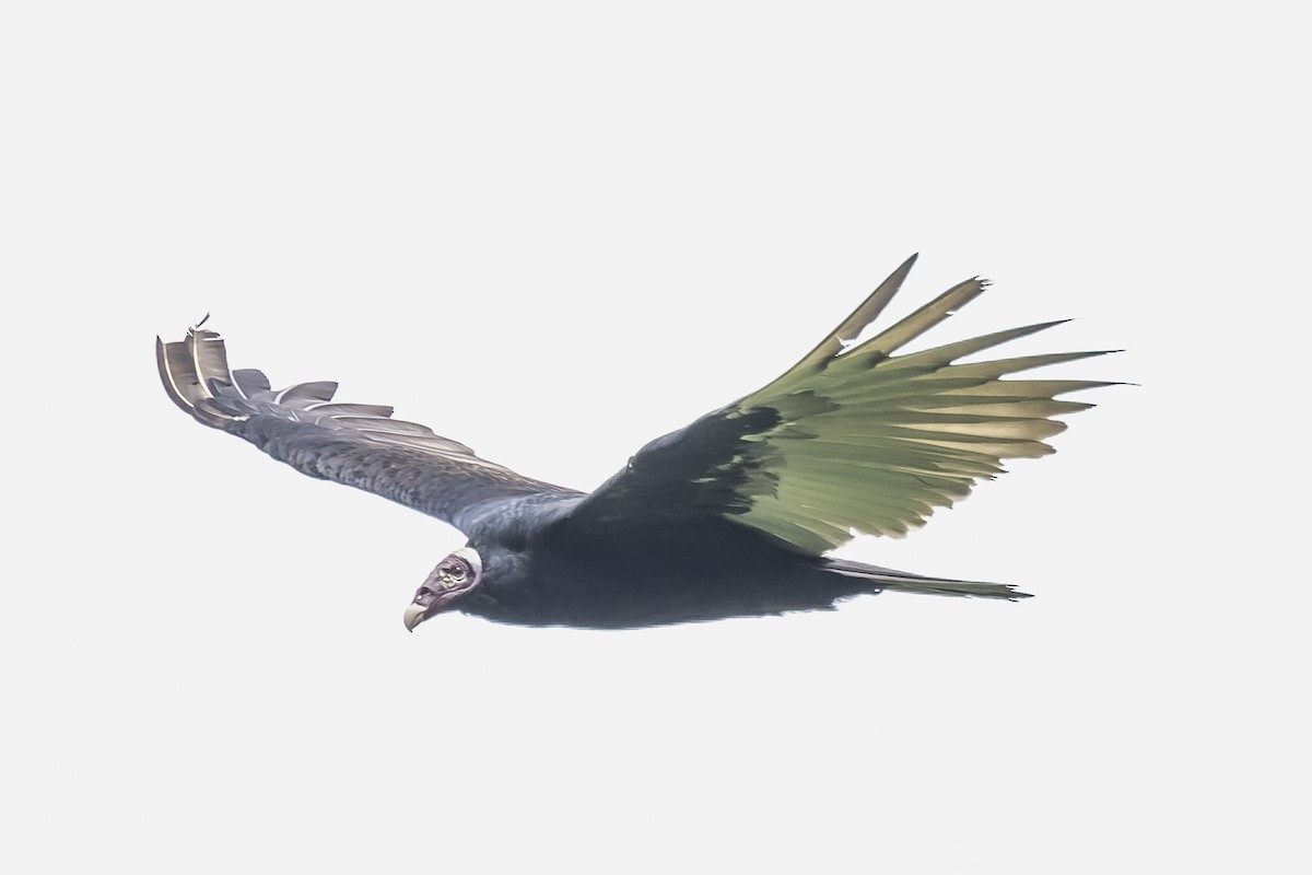Turkey Vulture - ML615260217