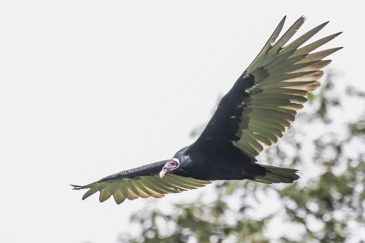 Turkey Vulture - ML615260218