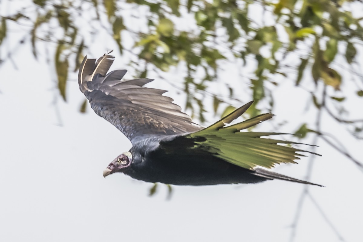 Turkey Vulture - ML615260219