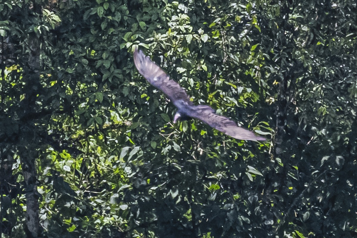 Turkey Vulture - ML615260220