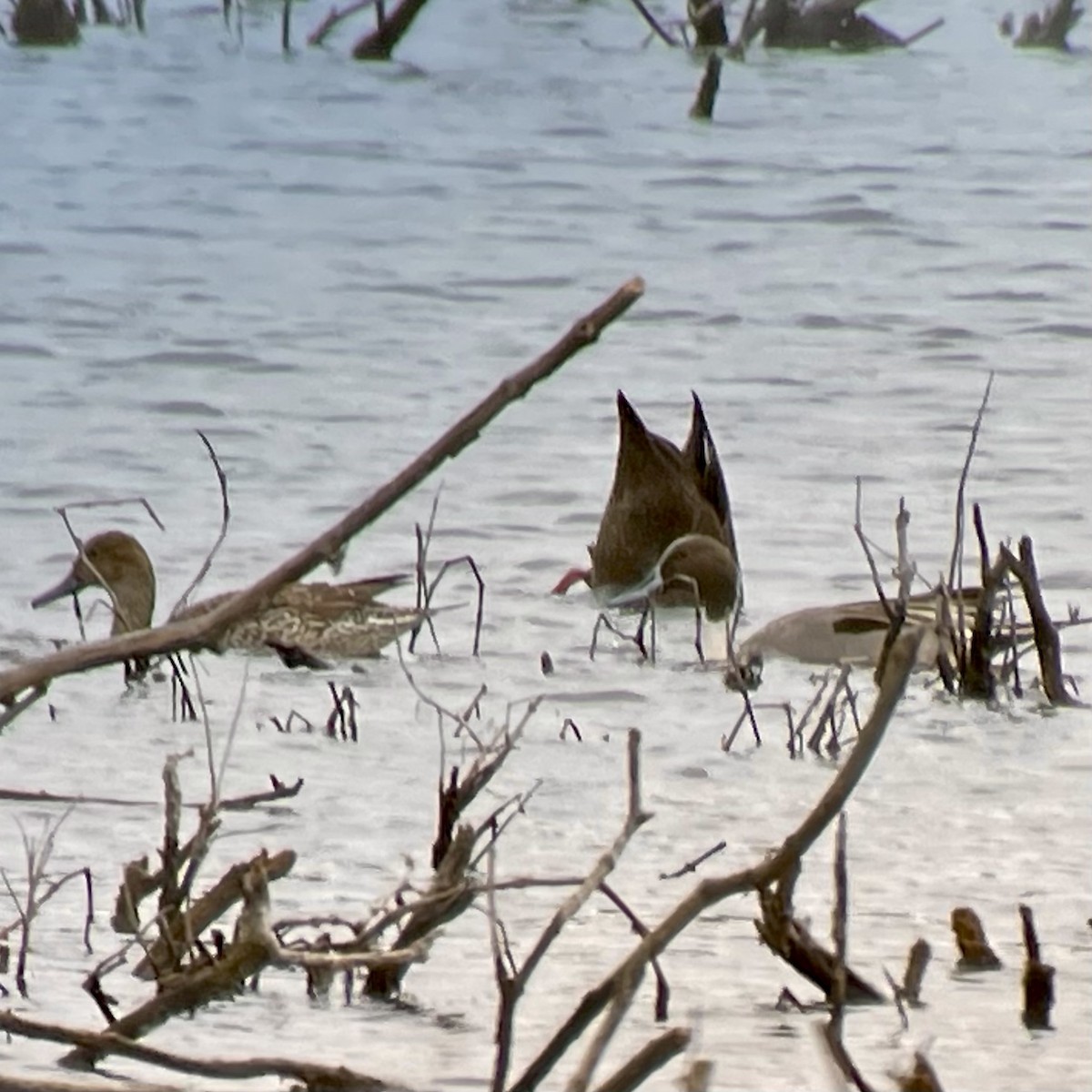 Northern Pintail - Scott Beattie