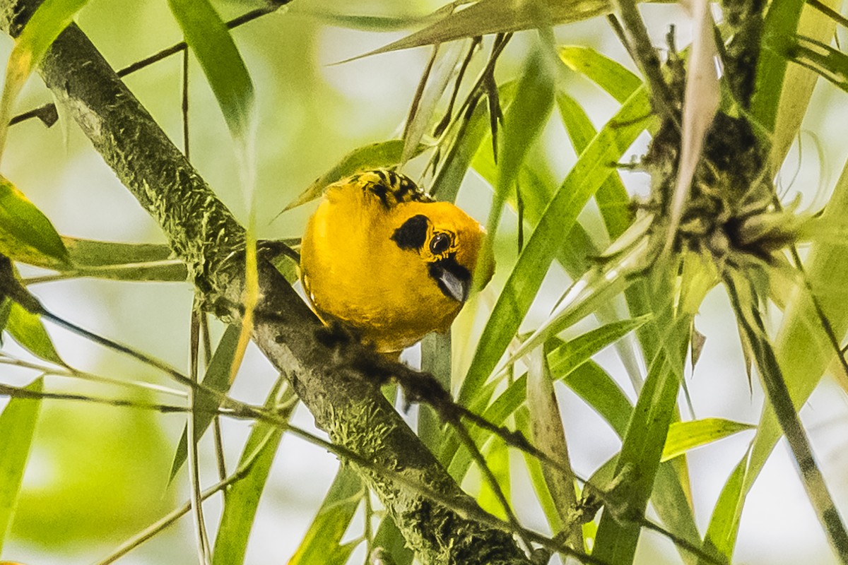Golden Tanager - ML615260272