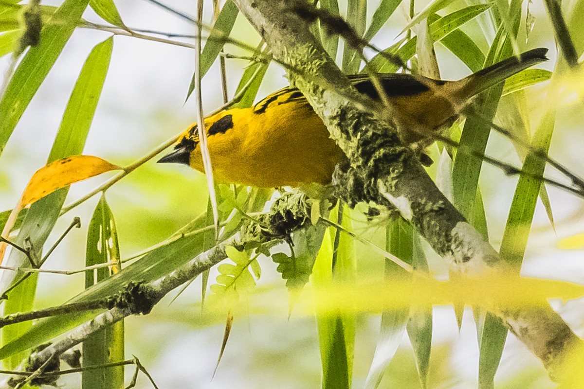 Golden Tanager - ML615260273