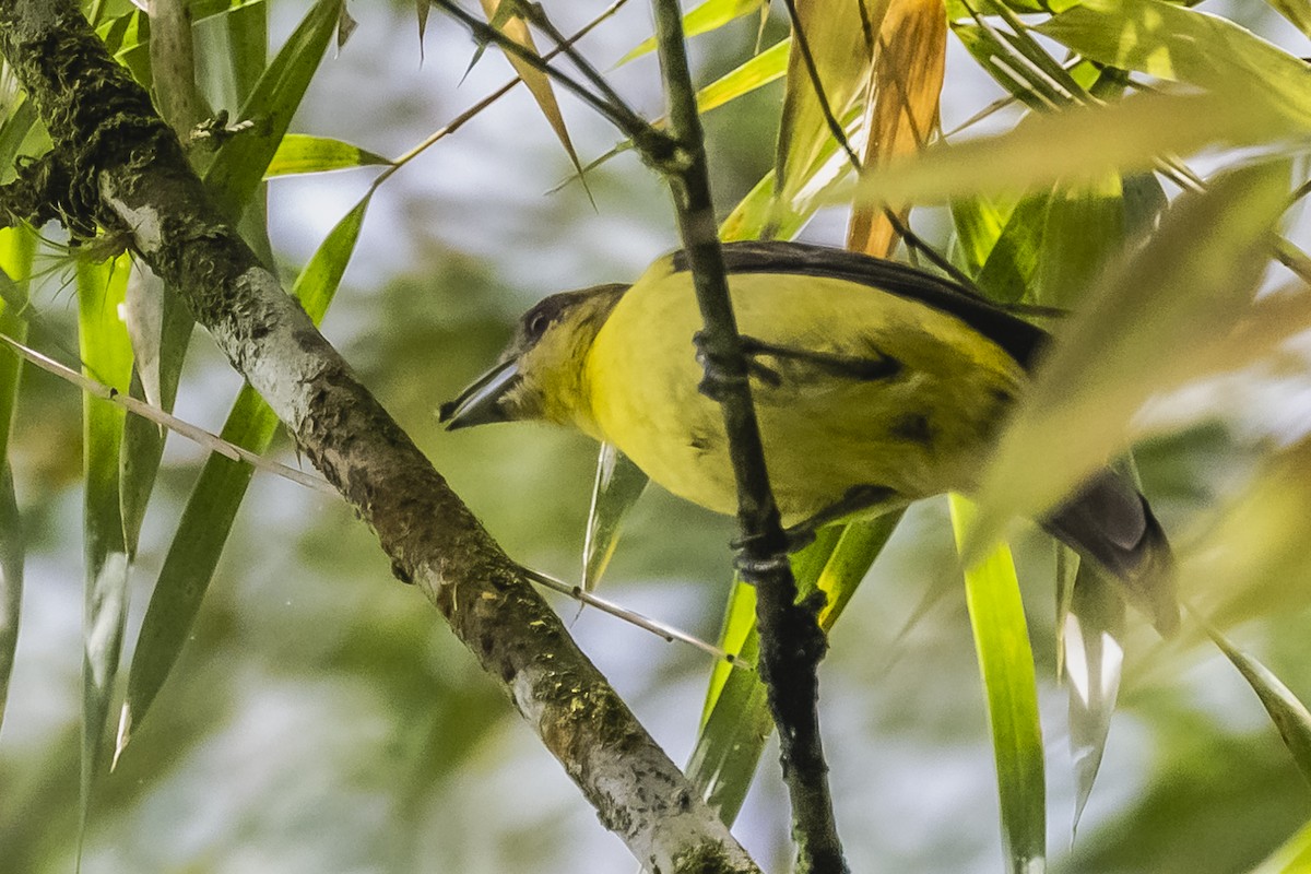 Flame-rumped Tanager - ML615260274