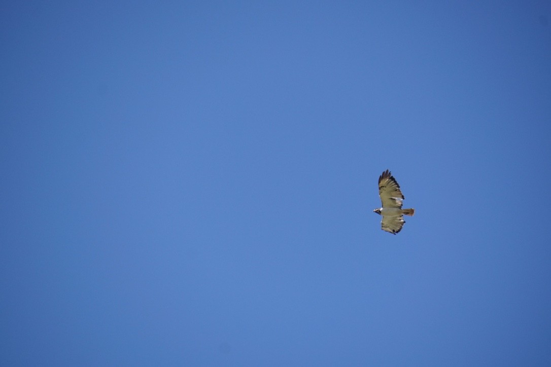 Augur Buzzard (Augur) - Eli Philip