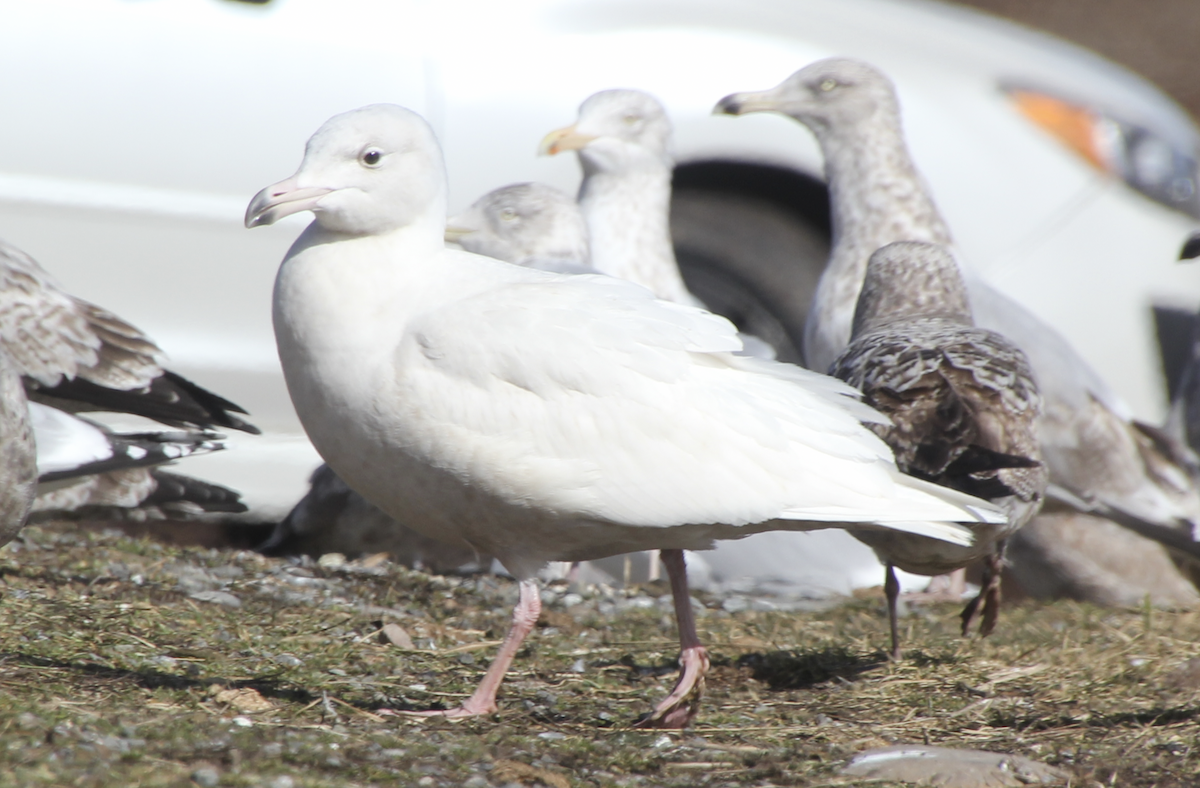 Glaucous Gull - ML615260283