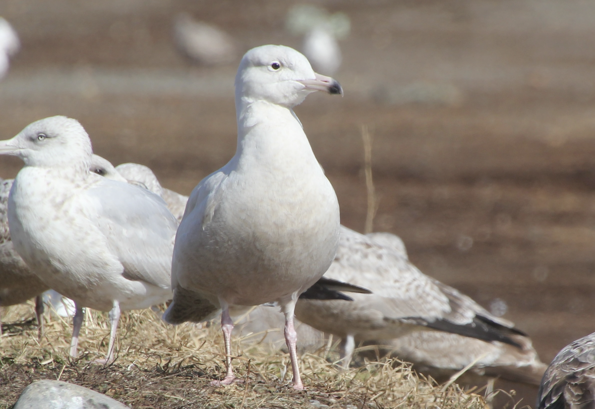 Glaucous Gull - Sarah rackowski