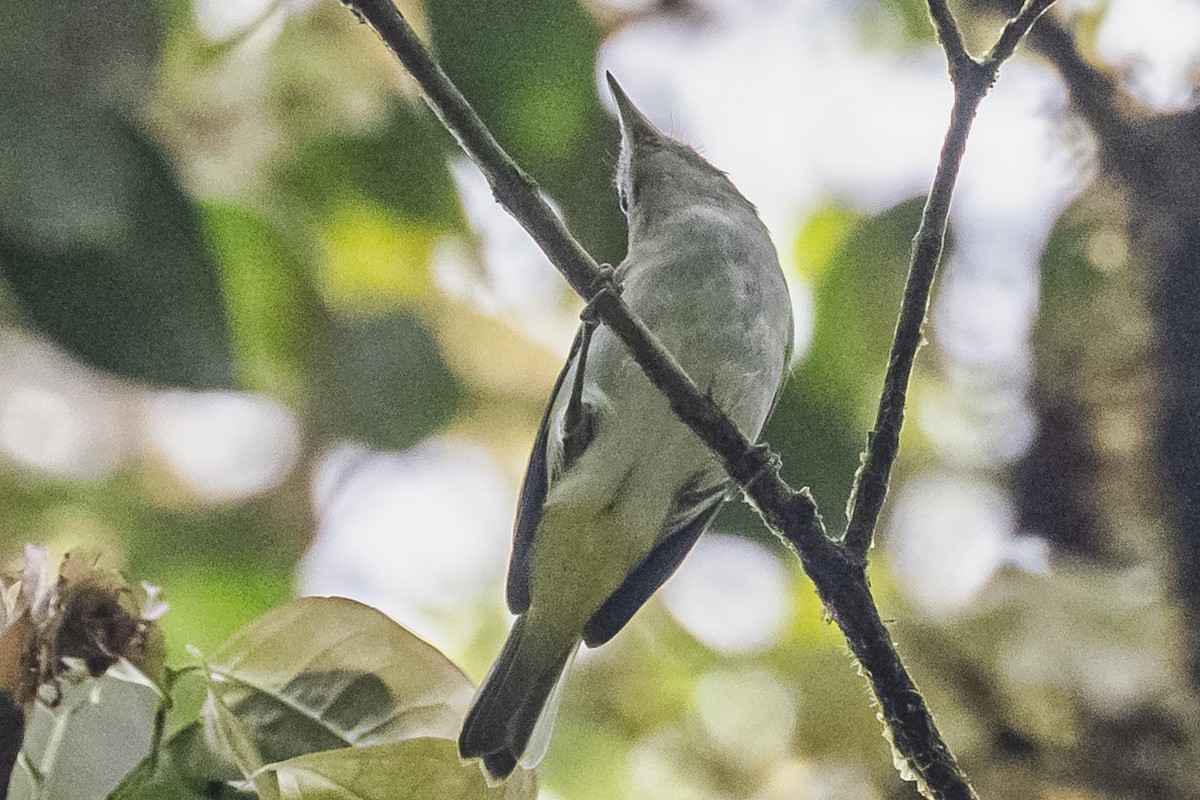 korthalevireo - ML615260310