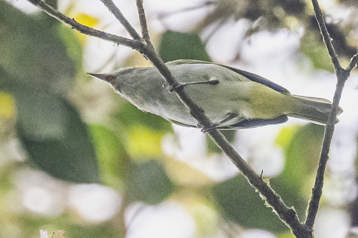 Lesser Greenlet - ML615260311