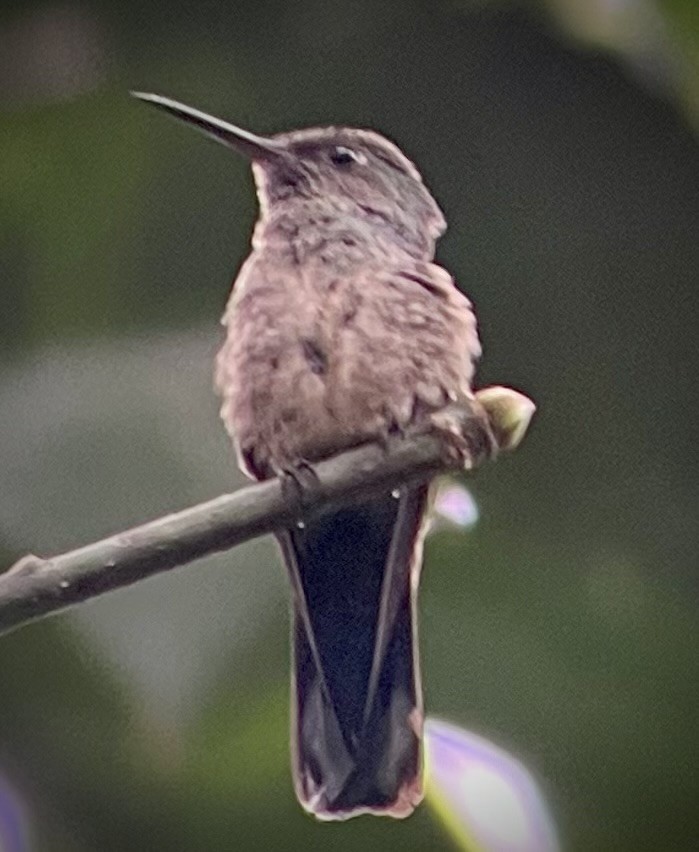 Scaly-breasted Hummingbird - ML615260412