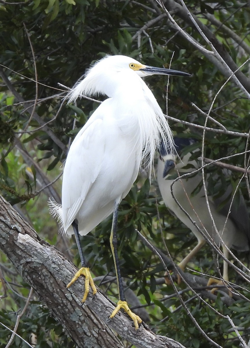 Snowy Egret - Lesley Royce