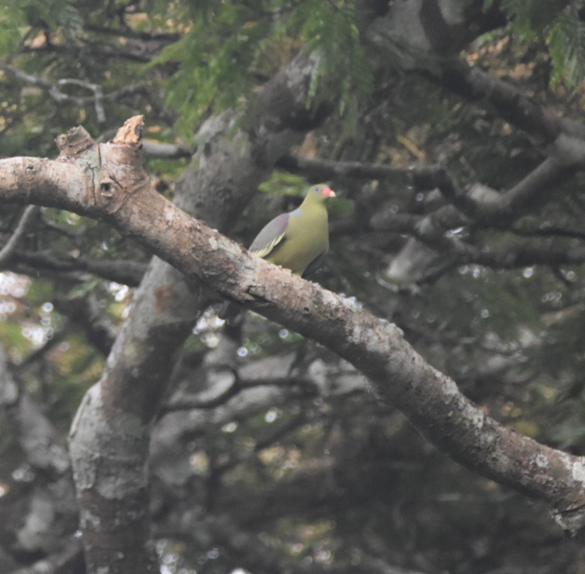 African Green-Pigeon - ML615260446