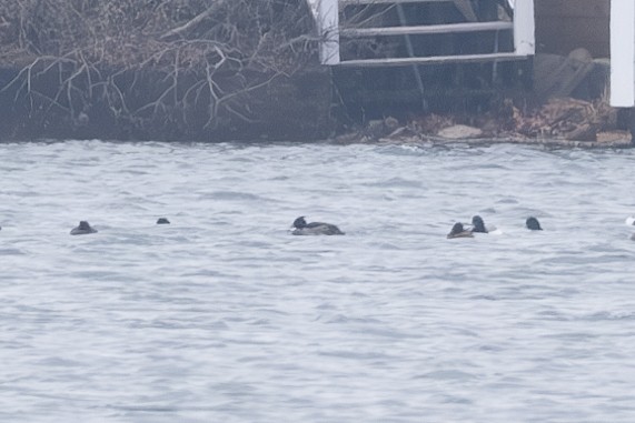 Tufted Duck - ML615260491