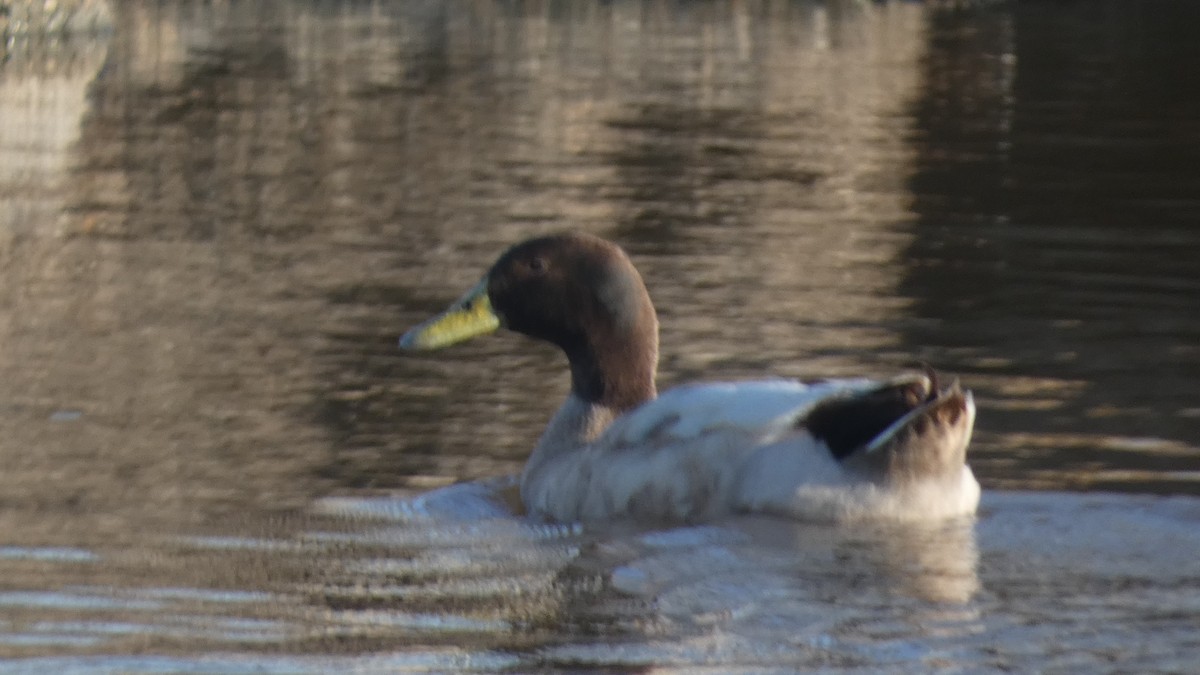 Mallard (Domestic type) - ML615260501