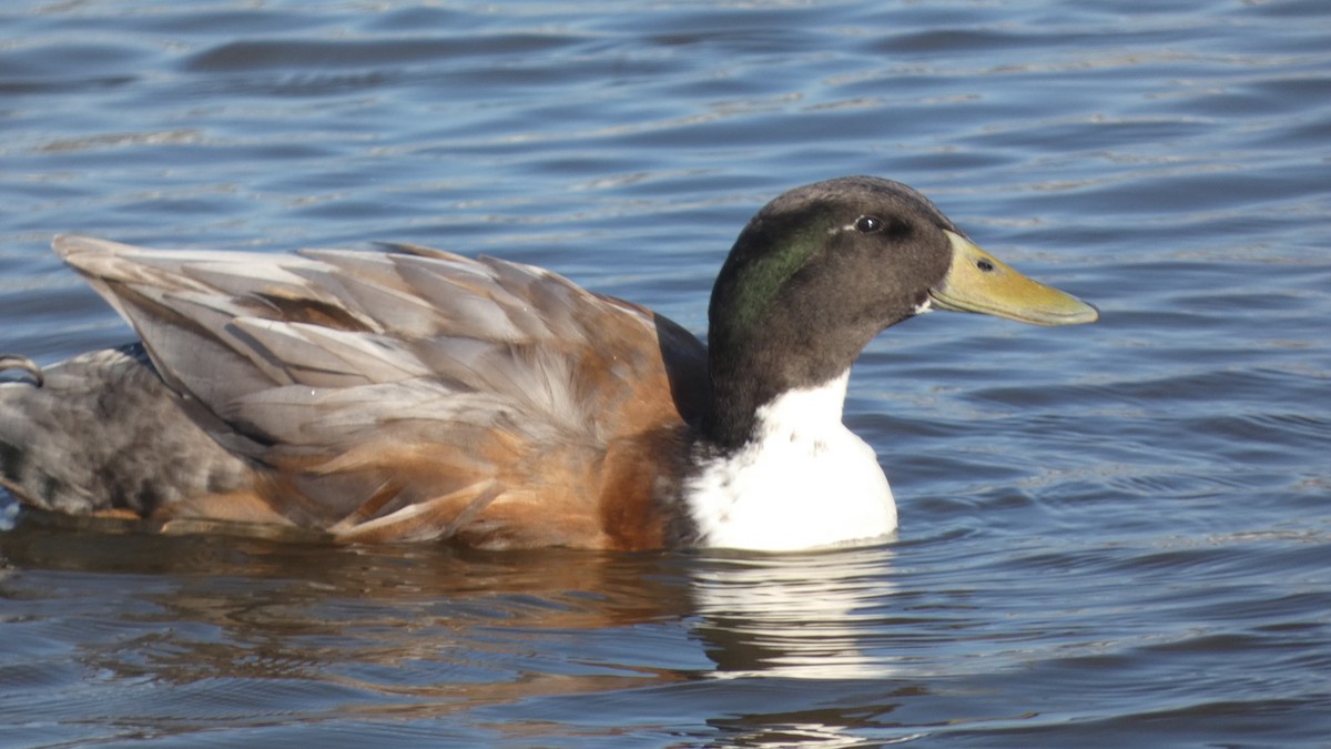 Fehlfarben-Stockente/Hausente - ML615260503