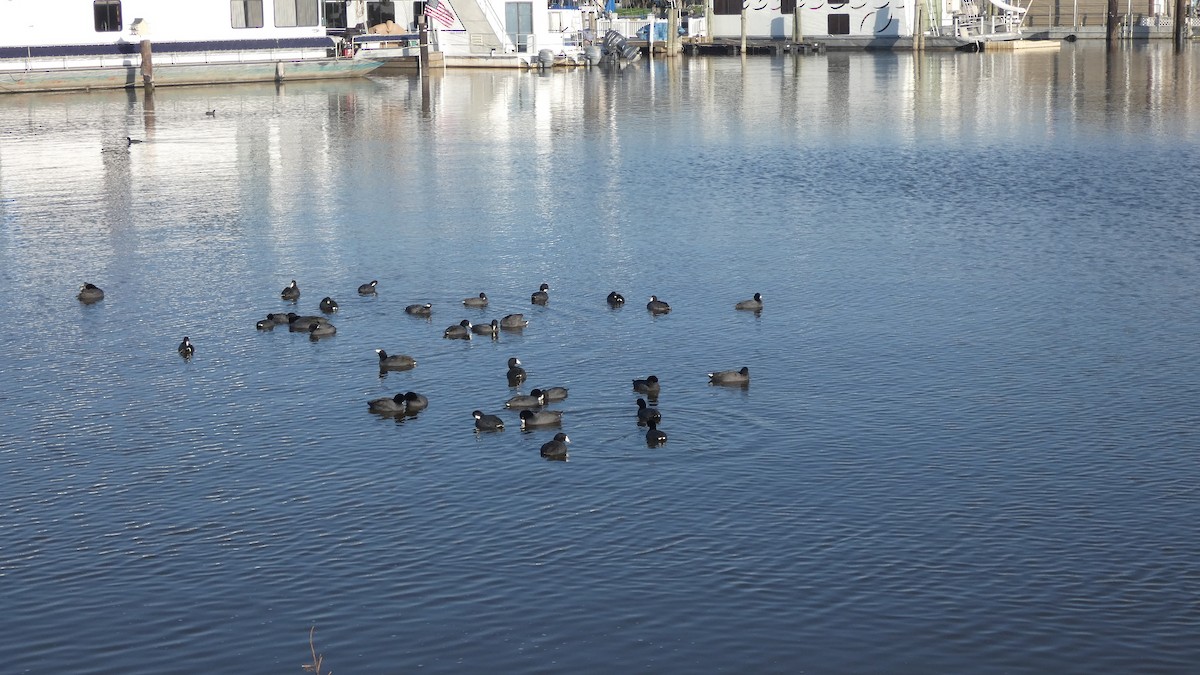 American Coot - ML615260513