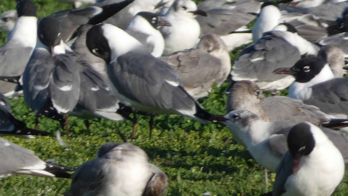 Laughing Gull - ML615260519