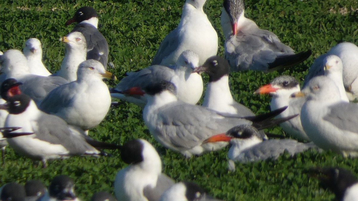 Caspian Tern - ML615260526