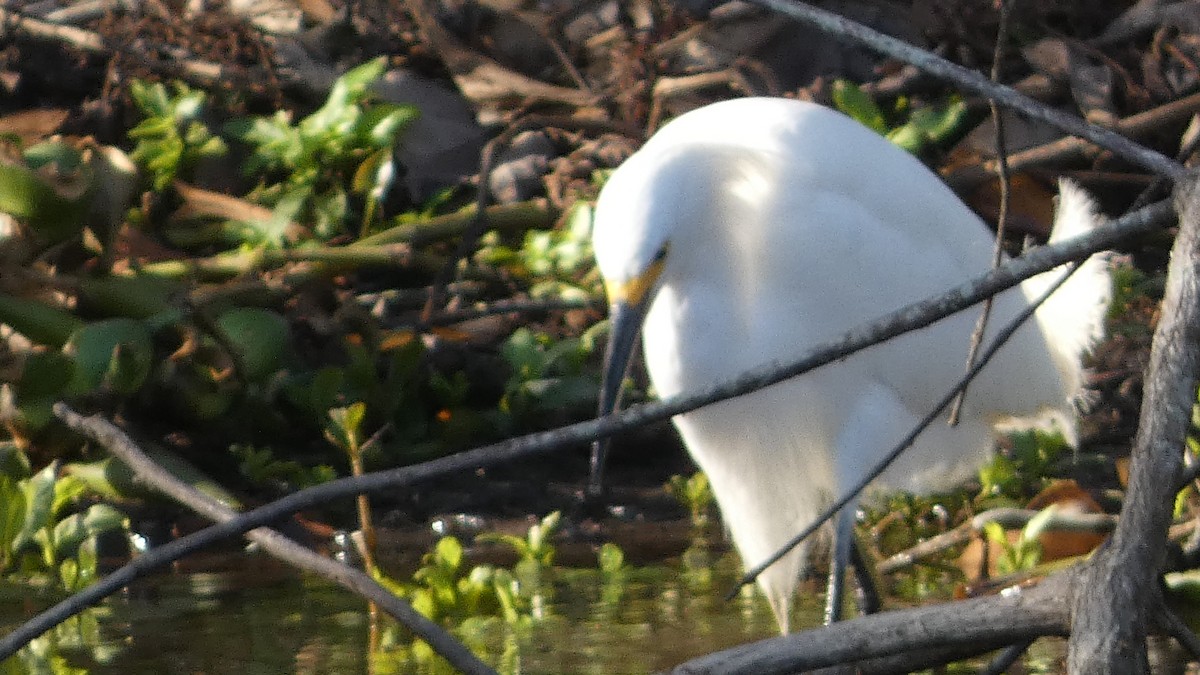 Snowy Egret - ML615260529