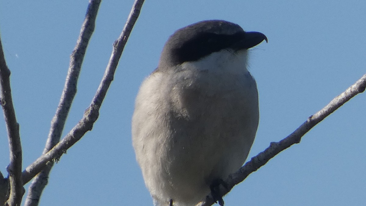 Loggerhead Shrike - ML615260538