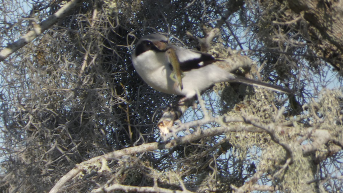 Loggerhead Shrike - ML615260539