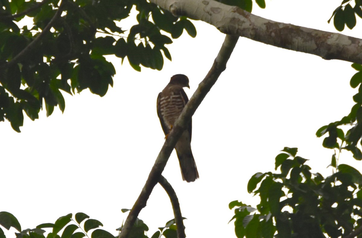 African Cuckoo-Hawk - ML615260568