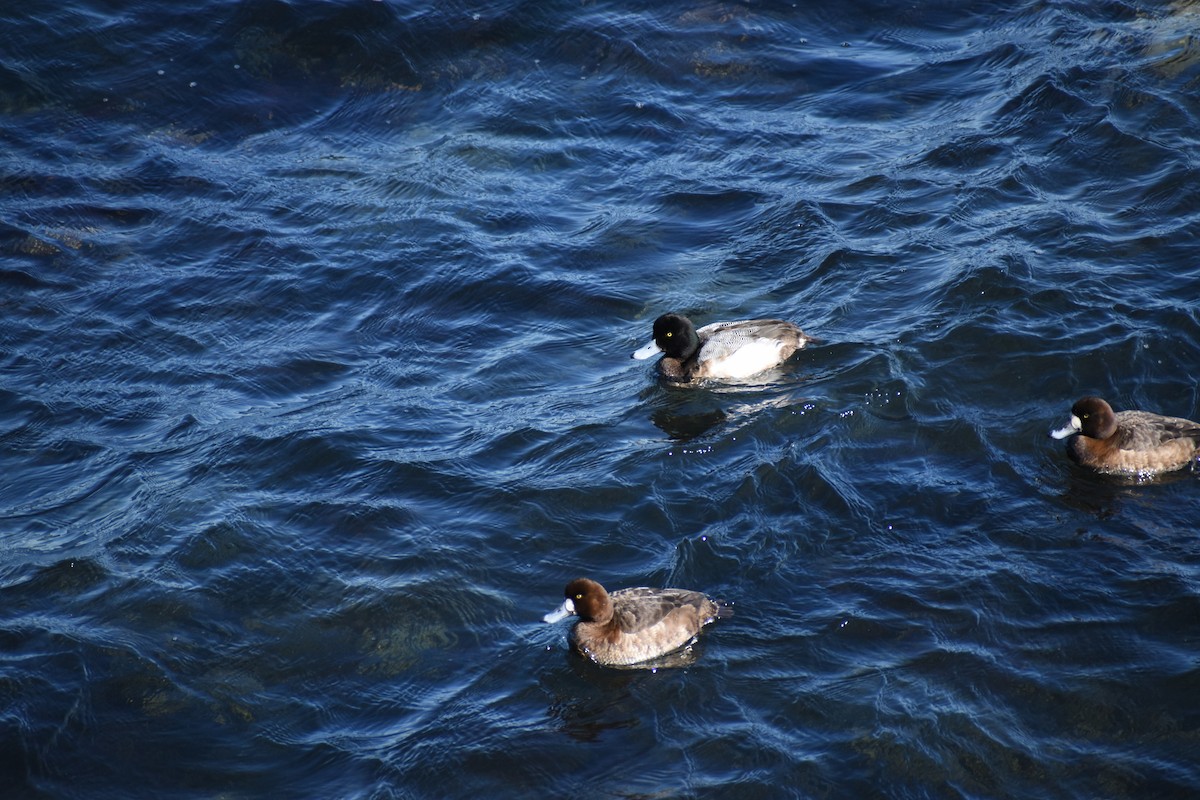 Greater Scaup - ML615260574