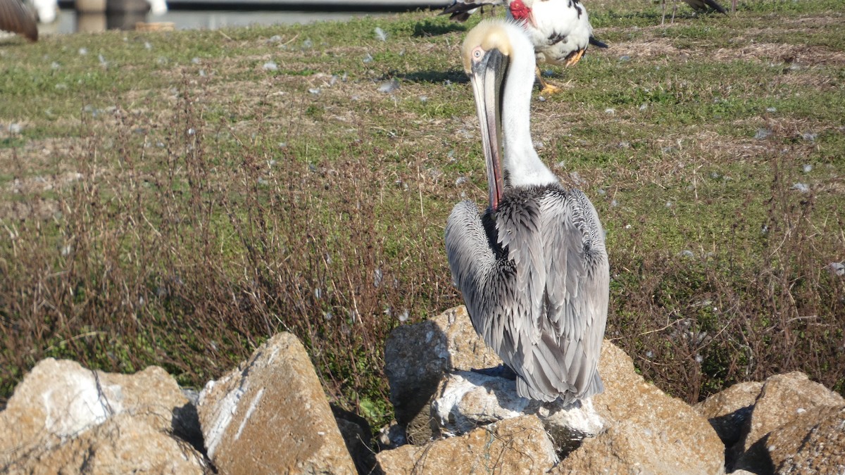 Brown Pelican - ML615260595